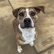 Thumbnail photo of Dallas #3