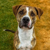 Thumbnail photo of Dallas #4