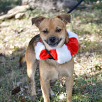 Thumbnail photo of Garland #2