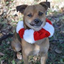 Thumbnail photo of Garland #3