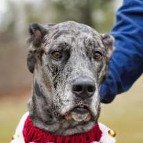 Thumbnail photo of Phoebe #3