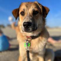 Thumbnail photo of Holly Jolly Christmas ("Holly") #3