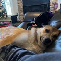 Thumbnail photo of Holly Jolly Christmas ("Holly") #4