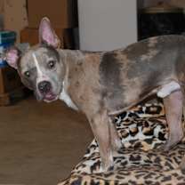 Thumbnail photo of PATCH #2