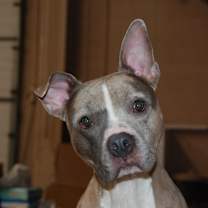 Thumbnail photo of PATCH #3