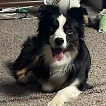 Thumbnail photo of Jasper #1