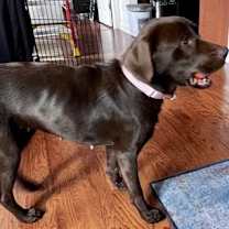 Thumbnail photo of VELVET #3