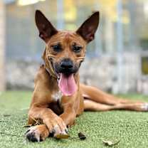 Thumbnail photo of Kangaroo #3