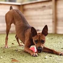 Thumbnail photo of Kangaroo #4