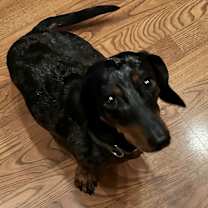 Thumbnail photo of Milo #3