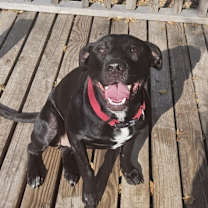 Thumbnail photo of Nova #1