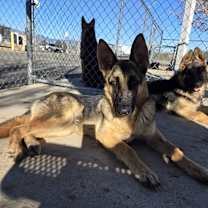 Thumbnail photo of Kemish #2