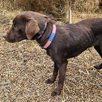 Thumbnail photo of VELVET #4