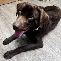 Thumbnail photo of VELVET #2