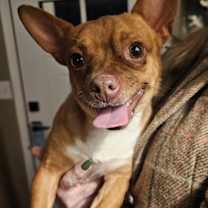 Thumbnail photo of HERCULES #4