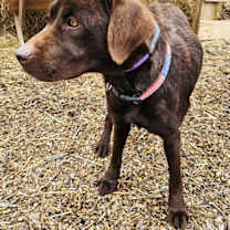 Thumbnail photo of VELVET #1