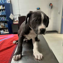 Thumbnail photo of Blue #1