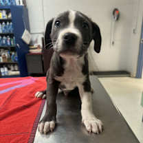 Thumbnail photo of Blue #2