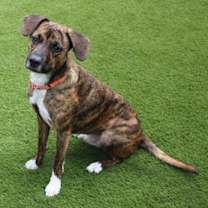 Thumbnail photo of Boots #2