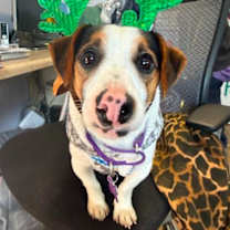 Thumbnail photo of Moonshine #1