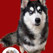 Thumbnail photo of Kratos #1