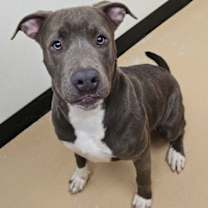 Thumbnail photo of Pipsie Twinkleton #2