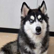 Thumbnail photo of Kratos #2