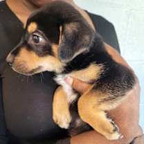 Thumbnail photo of Whiskey #2