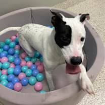 Thumbnail photo of Stevie #2