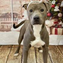 Thumbnail photo of Rook #1