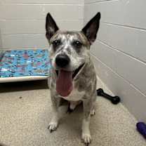 Thumbnail photo of Diesel #2