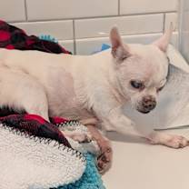 Thumbnail photo of Cilantro (IL) snuggler! #1