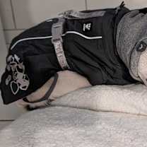 Thumbnail photo of Cilantro (IL) snuggler! #2