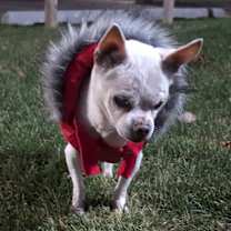 Thumbnail photo of Cilantro (IL) snuggler! #3