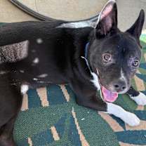 Thumbnail photo of Stitch #1