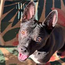 Thumbnail photo of Stitch #3