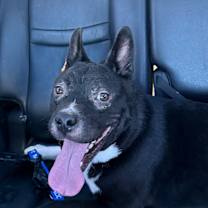 Thumbnail photo of Stitch #4