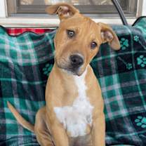 Thumbnail photo of Meatball #1