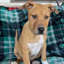 Thumbnail photo of Meatball #3