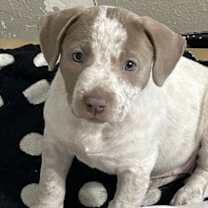 Thumbnail photo of Holly's Eggnog Lonestar #2