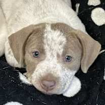 Thumbnail photo of Holly's Eggnog Lonestar #3