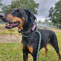 Thumbnail photo of Coco #1