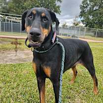 Thumbnail photo of Coco #2