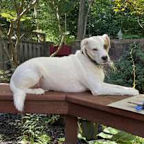 Thumbnail photo of Cooper AKA Jack A #2