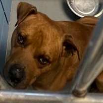 Thumbnail photo of Roscoe #1