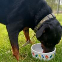 Thumbnail photo of Bear #4