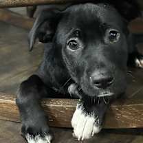 Thumbnail photo of Miley #1