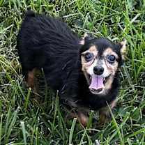 Thumbnail photo of Peanut #1