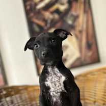 Thumbnail photo of Cinco #3