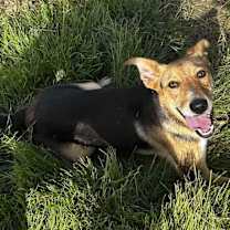 Thumbnail photo of Noodle #2